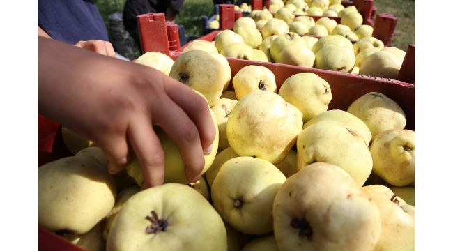 Hamilelik döneminde ayva tüketmenin faydaları saymakla bitmiyor