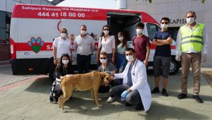 İzmit Belediyesi’nden sokak hayvanlarına yerinde tedavi