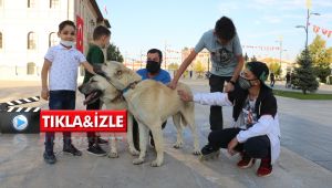 Kangalların saldırmadığını böyle ispatladı