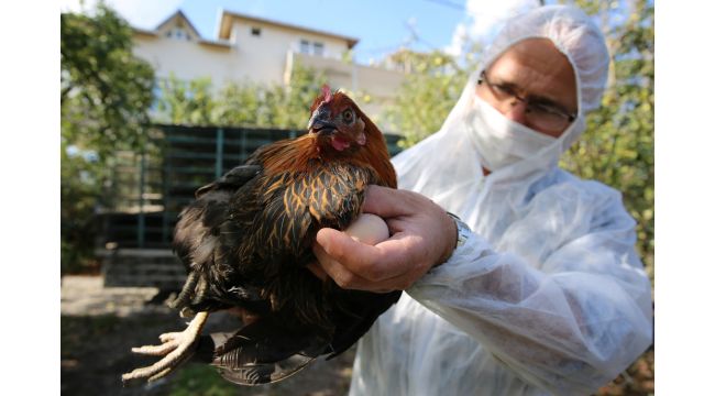Kocaeli çiftçisine 20 bin tavuk desteği