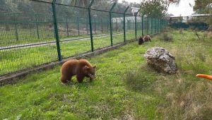 Kocaeli'de ormanda bulunan yavru ayılar yuvaya kavuştu