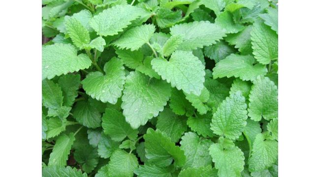 Büyükşehir’den onbinlerce Oğul Otu ve Tıbbi Nane