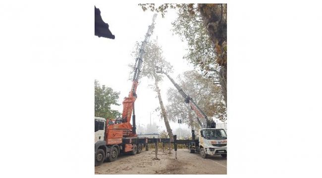 Çuhane Caddesi’nde risk teşkil eden Çınarlar kaldırılıyor
