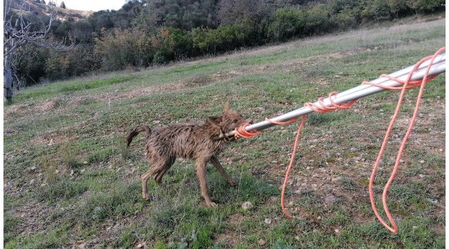 Gebze'de su kuyusuna düşen çakal kurtarıldı