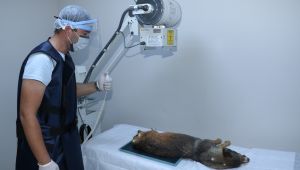 Kocaeli'de 10 ayda 6 bin köpek tedavi edildi