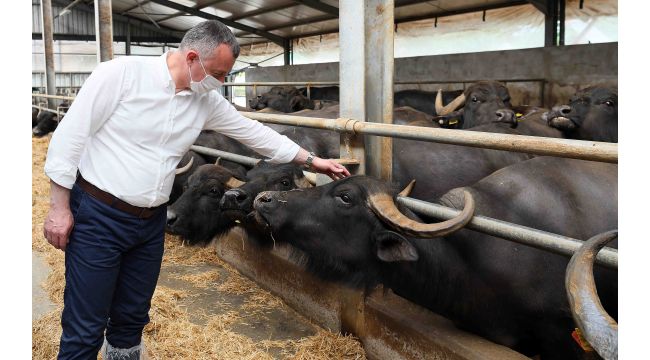 Kocaeli'de büyükbaş hayvan sayısı 63 binden 135 bine yükseldi