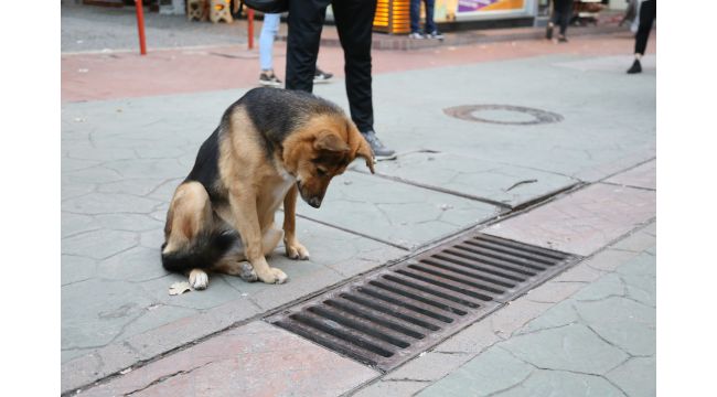 Mazgalı izleyen köpeğin sırrı ortaya çıktı