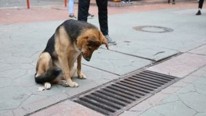Mazgalı izleyen köpeğin sırrı ortaya çıktı