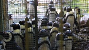 Sevimli penguenler yemek saatini böyle bekliyor
