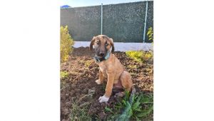 Tedavi ile sağlığına kavuşan yavru köpek yeni sahibini bekliyor
