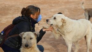Terk edilen köpekler için mücadele ediyorlar