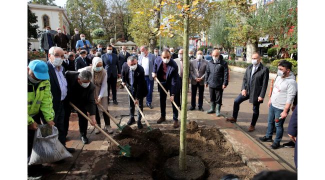 Yürüyüş yolunda 22 çınar toprakla buluştu