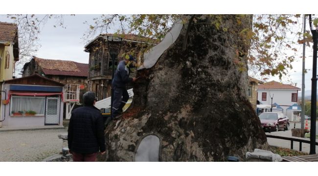 1230 yıllık Çınar ağacının bakımı yapıldı