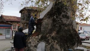 1230 yıllık Çınar ağacının bakımı yapıldı