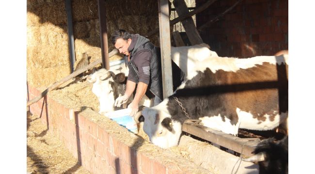 Ahırına giren hayvan, vatandaşın kafasını karıştırdı
