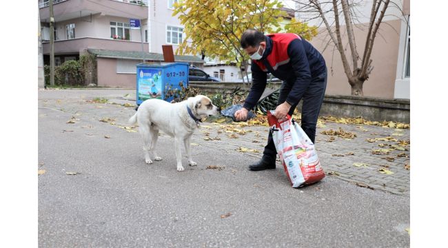 Başiskele'de sokağa çıkma yasağında sokak hayvanları unutulmadı