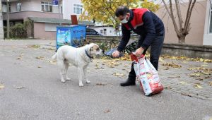 Başiskele'de sokağa çıkma yasağında sokak hayvanları unutulmadı