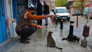 Darıca'nın kedileri çok şanslı