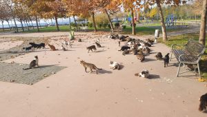 Dilovası Belediyesi can dostlarını unutmadı!