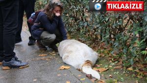 İğne ile öldürülen köpekler ekipleri harekete geçirdi