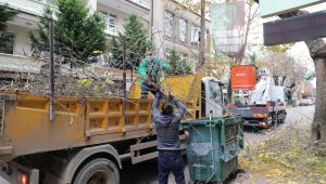 İzmit’te budama çalışmaları devam ediyor