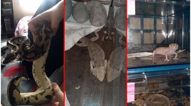 Kentin göbeğinde onlarca piton yılanı, örümcek, kertentele…