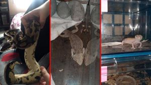 Kentin göbeğinde onlarca piton yılanı, örümcek, kertentele…