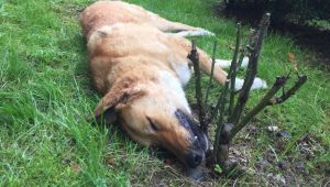 Kocaeli’de öldürülen köpeklerle ilgili belediyeden açıklama