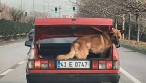 Köpeği bagajda taşıdı, hayvanseverler tepki gösterdi