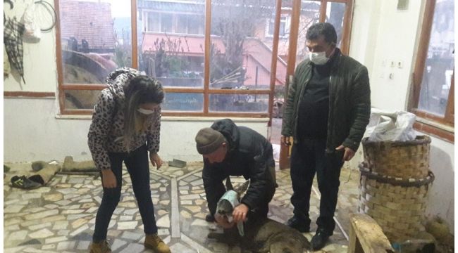 Köpek saldırısına uğrayan karaca tedavi altına alındı
