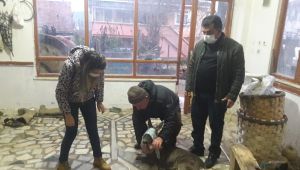 Köpek saldırısına uğrayan karaca tedavi altına alındı
