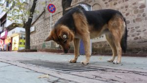 Mazgal isimli köpek caddenin demirbaşı oldu