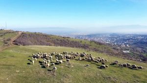 Sapanca Gölü manzarası ile büyüleyen Kırcaali Yaylası