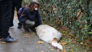 Savcılıktan köpek katliamı ile ilgili açıklama