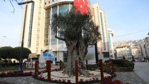 600 yıllık zeytin ağacı İzmit’in yeni sembollerinden biri olacak