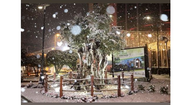 600 yıllık zeytin ağacından kar manzarası