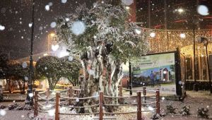600 yıllık zeytin ağacından kar manzarası