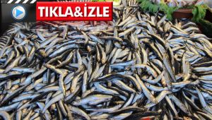 Balıkçılardan hamsinin neslinin tükenmemesi için çağrı