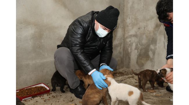 Başkan Bıyık, karda sokak hayvanlarını besledi