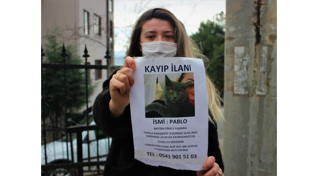 Bu kediyi bulan bin 500 lira kazanacak