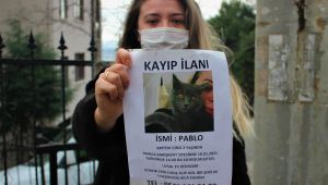 Bu kediyi bulan bin 500 lira kazanacak