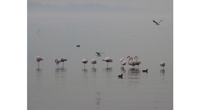 Flamingolar İzmit Körfezi’ni mesken tuttu