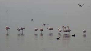 Flamingolar İzmit Körfezi’ni mesken tuttu
