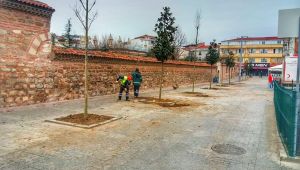 Kent meydanı manolya ağaçları ile süsleniyor