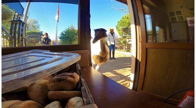 Kocaeli’nin en tatlı hırsızı