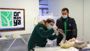 Saçma ile yaralanan beyaz kuğu, Ormanya'da tedaviye alındı