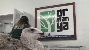 Yaralı martı tedavi için Ormanya’da