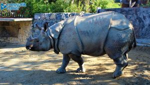 2.5 tonluk gergedan görünüşüyle tankı andırıyor