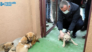 2021 yılı için 120 ton mama hazır!