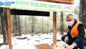 Çayırova’da sokak hayvanları yalnız değil